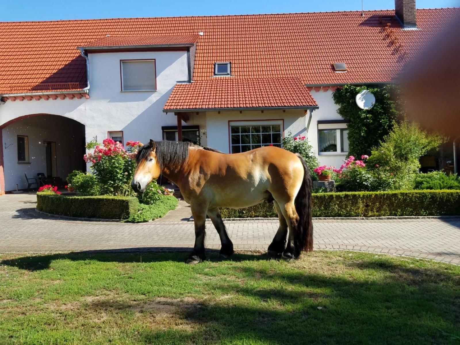 Top-Moderne Ferienwohnung Und Apartments Auf Frueherem Wunderschoenen Bauernhof Im Elbe-Elster-Kreis In Brandenburg Bei Herzberg-Elster, Schoenewalde, Holzdorf Exterior foto